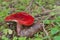 Red mushroom russula xerampelina in forest