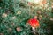 Red mushroom under pine branches