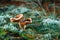 Red mushrooms in the forest, turquoise moss, close-up. The concept of a mushroom season