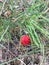 Red mushrooms fungi. Fly agaric.