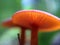 Red mushrooms macro photo in the natural forest for mystical fairytale background