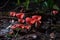 Red mushrooms shaped like glass of champagne or Cookeina speciosa are found a lot at Chaloem Rattanakosin National Park,