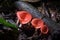 Red mushrooms shaped like glass of champagne or Cookeina speciosa are found a lot at Chaloem Rattanakosin National Park,