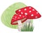 Red Mushrooms with White Spots with Grass Patch and Green Natural Background