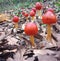 Red mushrooms, yellow mushrooms, wild mushrooms, mushroom picking