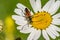 Red mustachioed insect sits on a white daisy flower