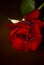 Red \'n Fragrant Rose - Hybrid Tea