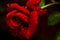 Red \'n Fragrant Rose - Hybrid Tea