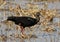 Red-naped ibis