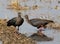 Red-naped ibis