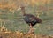 Red-naped ibis