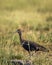 Red naped ibis or Indian black ibis or Pseudibis papillosa bird closeup or portrait with Grasshopper insect kill in beak and