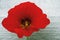 Red nasturtium flower on a white wooden background. Red flower macro photo thin focus part