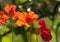 Red nasturtium flowers close up