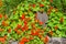 Red Nasturtium flowers in the garden