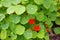 Red nasturtium flowers with green leaves grown in the yard