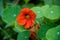 Red nasturtiums growing in a garden