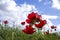 Red natural anemones coronaria flowers in bloom in green grass against blue sky with clouds