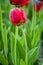 Red natural tulips