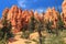 Red Navajo Sandstone Hoodoos along Queens Garden Trail, Bryce Canyon National Park, Utah