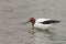 Red Necked Avocet in Australia