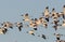 Red necked avocet flock in flight