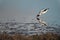 Red-necked avocet looking for food