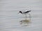 Red-necked avocet wading in river at low tide