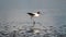 Red-necked avocet wading in shallow waters