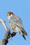 Red-necked falcon