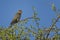 Red-necked Falcon - Falco chicquera