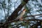 Red necked falcon or Falco chicquera with crested lark kill in claws