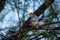 Red necked falcon or Falco chicquera with crested lark kill in claws