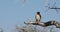 Red-necked falcon Namibia Africa safari wildlife