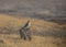 Red-necked Falcon seen at Veer Dam near Pune,Maharashtra,India