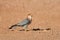 Red-necked falcon sitting on the ground