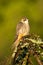 Red-necked falcon on thornbush in golden light