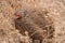 Red-necked francolin