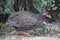 Red necked francolin bird