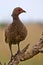 Red-necked Francolin (Francolinus afer)