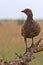 Red-necked Francolin (Francolinus afer)