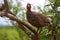 Red-necked Francolin (Francolinus afer)