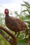 Red-necked Francolin (Francolinus afer)