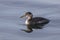 Red necked Grebe