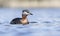 Red-necked Grebe