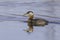 A Red-necked Grebe in Alaska