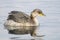 Red-necked grebe - podiceps grisegena