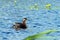 Red-necked Grebe (Podiceps grisegena) with chicks