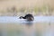 A red-necked grebe Podiceps grisegena jumping out of the water to stretch in a pond at the village Linum Germany.