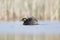 A red-necked grebe Podiceps grisegena jumping out of the water to stretch in a pond at the village Linum Germany.